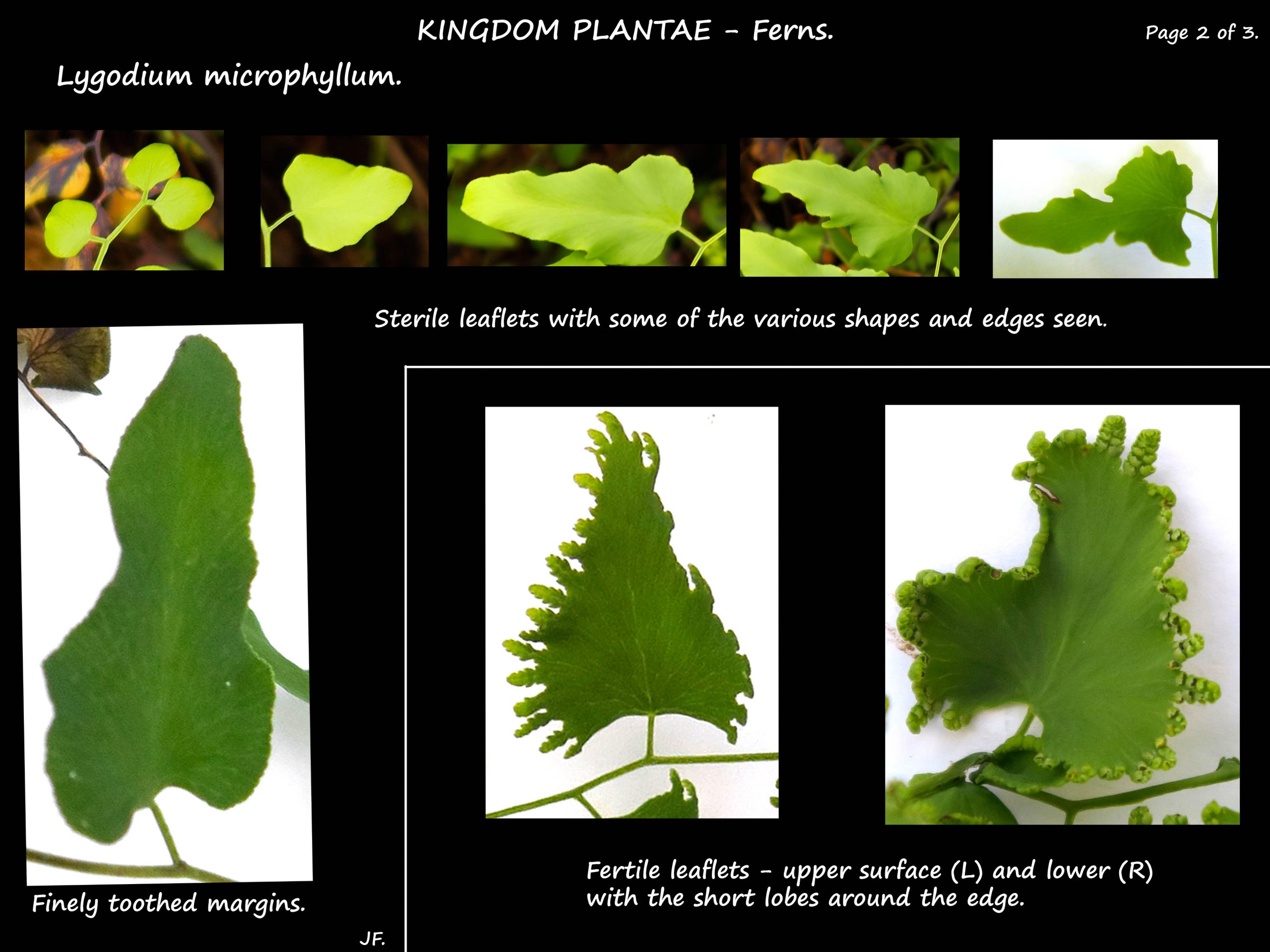 2 Lygodium microphyllum leaves